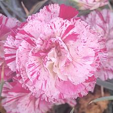 DIANTHUS 'Peppermint Candy', Carnation, Clove Pink