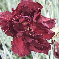 DIANTHUS caryophyllus 'Punch of Spice', Carnation, Clove Pink