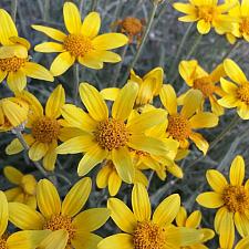 ERIOPHYLLUM lanatum, Woolly Sunflower, Oregon Sunshine