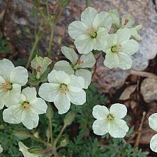 ERODIUM chrysanthum, Alpine Geranium, Heronsbill, Storksbill