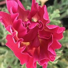 ESCHSCHOLZIA californica 'Cherry Swirl', California Poppy