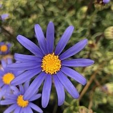 FELICIA amelloides 'Variegata', Variegated Blue Marguerite Daisy