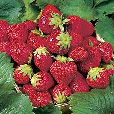 FRAGARIA x ananassa 'Quinault' (Strawberry), Everbearing Garden Strawberry