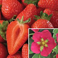 FRAGARIA x ananassa 'Toscana', Everbearing Strawberry