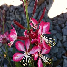 GAURA lindheimeri 'Rosy Jane', Beeblossom, Butterfly Flower, Wand Flower