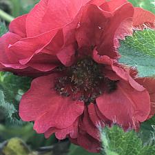 GEUM 'Double Bloody Mary', Grecian Rose, Avens