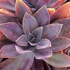 GRAPTOVERIA 'Fred Ives', 