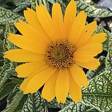 HELIOPSIS helianthoides 'Sunstruck', False Sunflower, Sunflower Heliopsis