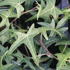 HEDERA helix 'Needlepoint', Miniature Bird Foot Ivy, English or Common Ivy