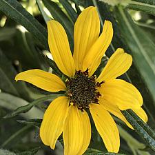 HELIANTHUS salicifolius 'Autumn Gold', Willowleaf Sunflower