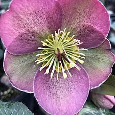 HELLEBORUS Frostkiss 'Pippa's Purple', Lenten Rose