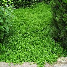 HERNIARIA glabra, Green Carpet, Rupture Wort