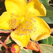 HYPERICUM x moserianum 'Tricolor', Tutsan, Gold Flower, St. Johns Wort