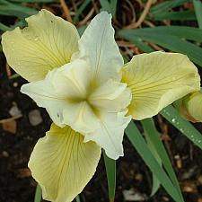 IRIS sibirica 'Butter and Sugar', Siberian Iris
