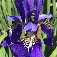 IRIS sibirica 'Caesar's Brother', Siberian Iris