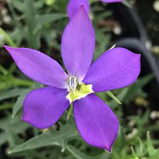 ISOTOMA axillaris Fizz n Pop 'Glowing Violet', Laurentia