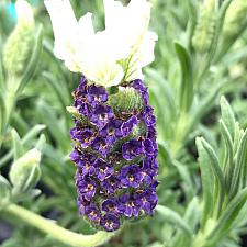 LAVANDULA stoechas 'White Anouk', French Lavender, Spanish Lavender