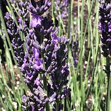 LAVANDULA x intermedia 'Phenomenal', Lavender