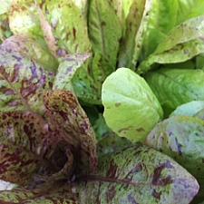 LETTUCE 'Freckles', Organic Heirloom Lettuce
