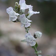 MICROMERIA fruticosa, White Savory, Wild Hyssop