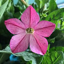 NICOTIANA x sanderae 'Perfume Bright Rose', Jasmine or Flowering Tobacco