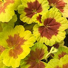 PELARGONIUM x hortorum 'Occold Shield', Type: Fancy Leaf Zonal Geranium