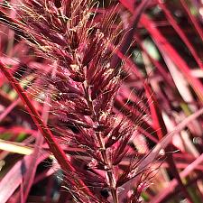 PENNISETUM setaceum 'Fireworks', Variegated Fountain Grass (Ornamental grass)