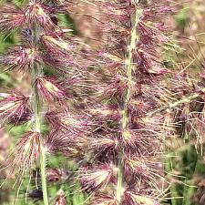 PENNISETUM orientale 'Karley Rose', Oriental Fountain Grass (Ornamental Grass)