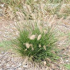 PENNISETUM alopecuroides 'Little Bunny', Dwarf Fountain Grass