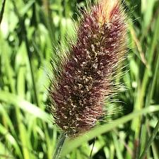 PENNISETUM messiacum, Red Bunny Tail Grass