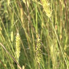 PENNISETUM spathiolatum, Slender Veldt Grass, Fountain Grass