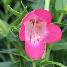 PENSTEMON Rose Quartz ('Novapenros'), Border or Garden Penstemon, Beard Tongue