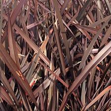 PHORMIUM tenax 'Bronze Baby', New Zealand Flax, New Zealand Hemp, Flax Lily