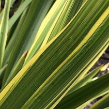 PHORMIUM 'Duet', New Zealand Flax, Flax Lily