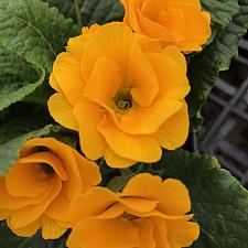PRIMULA vulgaris Primlet 'Golden Shades', Primrose, English Primrose