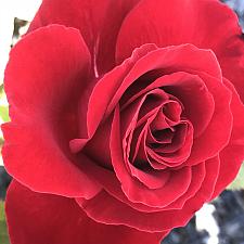 ROSA 'Lady in Red', Climbing Rose