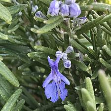 ROSMARINUS officinalis 'Blue Spires', Rosemary