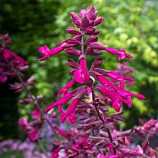 SALVIA 'Love and Wishes', 