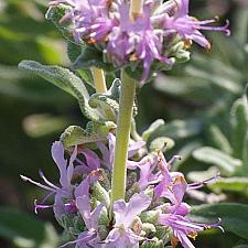 SALVIA leucophylla 'Point Sal Spreader', Mexican Purple Sage, Gray Sage