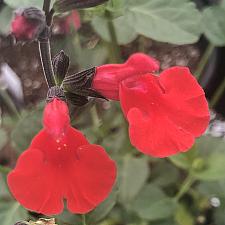 SALVIA microphylla 'Red Velvet', Cherry Sage, Baby Sage, Little Leaf Sage