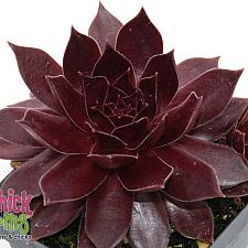 SEMPERVIVUM Chick Charms 'Chocolate Kiss', Hens and Chicks, Common Houseleek