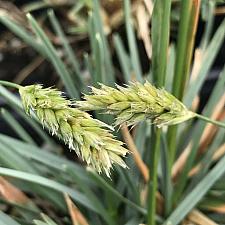 SESLERIA 'Brushstrokes', Moor Grass