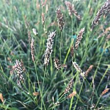 SESLERIA 'Greenlee', Greenlee Moor Grass