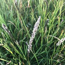 SESLERIA autumnalis, Autumn Moor Grass
