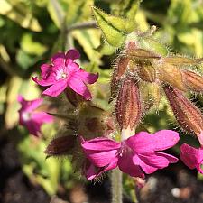 SILENE dioica 'Clifford Moor', Red Campion