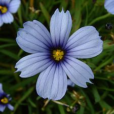 SISYRINCHIUM 'Devon Skies', Blue-Eyed Grass
