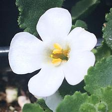SUTERA 'Big Bloom White', Bacopa