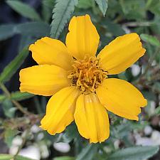 TAGETES lemmonii 'Compacta', Mexican Bush Marigold