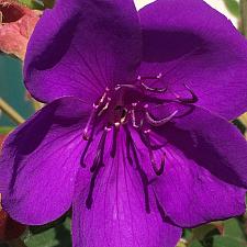 TIBOUCHINA urvilleana, Princess Flower, Purple Glory Bush