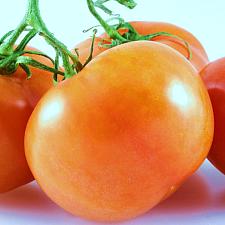 TOMATO 'Jaune Flamme', Oraganic Heirloom Tomato